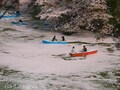 桜は咲いても散ってもシャッターチャンス