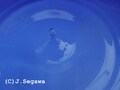 超高速撮影で見えないものが撮れるカメラ