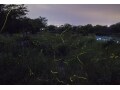 ホタル（蛍）の撮影。感動をそのまま写真に納めるコツ