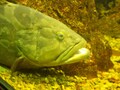 水族館での上手な写真の撮り方