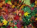初めての紅葉撮影ガイド