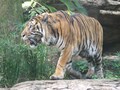 2010年の年賀状用にトラを撮りに行こう