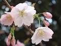 早咲きの桜を求めて高田馬場～早稲田散歩