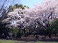 飛鳥山公園～滝野川、名所と穴場の花見散歩