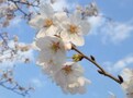 歩いて楽しい、見て美しい東京の桜散歩