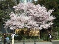 東京のお花見スポットを歩く