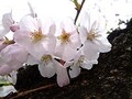 旧染井村、駒込界隈の桜を求めて歩く