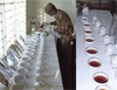 バングラデッシュの紅茶・ティトゥーリア