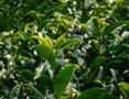「べにひかり」と紅茶用品種