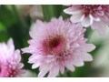 重陽の節句・菊の節句とは？9月9日節句の由来・食べ物・楽しみ方