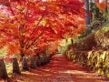 紅葉狩りの起源・豆知識…紅葉を狩ると言うのはなぜ？ 紅葉は鬼女⁉