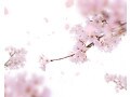 花あかり・花いかだ…恋愛から天気まで「桜言葉」を使ってあなたも風流美人！