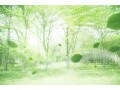森林浴とは？フィトンチッド効果と暮らしの知恵