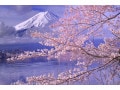 桜前線とは？観測方法や「開花宣言」の判断基準