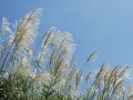 「暑さ寒さも彼岸まで」と申しますが… いつ？意味や使い方・例文を解説