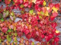 蔦紅葉（つたもみじ）……紅葉するツタと常緑のツタ、何が違う？