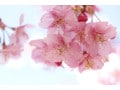 桜の豆知識・雑学！お花見の由来・桜の種類や見分け方の基礎知識