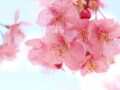桜の豆知識・雑学！ お花見の由来・桜の種類や見分け方の基礎知識