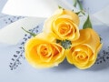 【父の日】なぜ「バラの花」と「黄色」なの？ 意外と知らない由来と意味