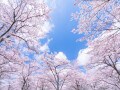 【2025年】桜の開花予想と桜前線！ 予想開花日・満開日はいつ？