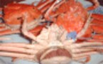 これがほんとの!?越前ガニの食べ方だ　福井うまい酒、うまいもん探訪２