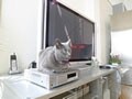 テレビ設置のコツ(画面サイズと適正視聴距離）