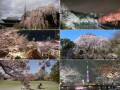 東京さくら散歩・ガイドが選ぶ桜の名所巡り