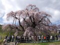 日本三大桜の一つ、三春の滝桜へ／福島