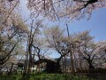 日本三大桜の一つ、山高神代桜へ／山梨