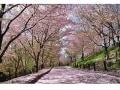 名古屋のお花見スポット2018！桜の名所8選