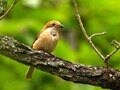 きっと野鳥がやってくる！