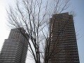 都心の超高層マンションブームはいつまで？