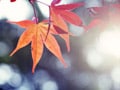 勉強だけじゃない！秋の大学の楽しみ方
