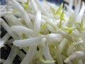 家計が厳しい時こそ栄養豊富なもやしで凌ぐ