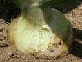 メタボ対策に注目成分　春を呼ぶ新タマネギ