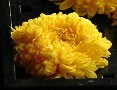 延命長寿の花「菊」の成分に解毒作用あり