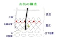 お肌の構造を理解しましょう！　今から始める乾燥肌対策1