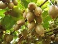 NZ産キウイフルーツが安全でおいしいわけ