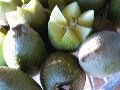 キウイフルーツの栄養成分