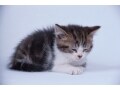 睡眠のメカニズムとリズム…夜眠くなり朝目覚める理由