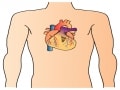 心臓の仕組み、心臓・血管の主な病気