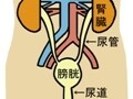 腎臓の役割・異常・初期症状