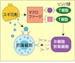 花粉症が起きるメカニズム