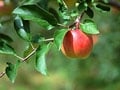 果樹の種類と楽しみ方