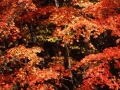 秋のプチうつ気分に効果的なアロマオイル