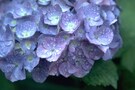 もうすぐ梅雨。敷金を左右するカビに注意