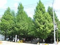 日吉、緑豊かなキャンパスと商店街、坂の街