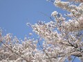 花見が楽しい、桜のきれいな街に住もう！