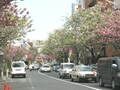 桜新町、整然とした静かな街並みが魅力の街