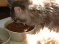 キャットフードの種類と選び方